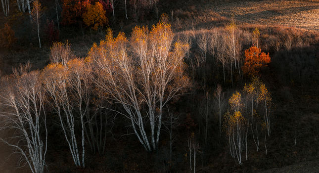 内蒙古坝上夕阳下的白杨树图片素材免费下载
