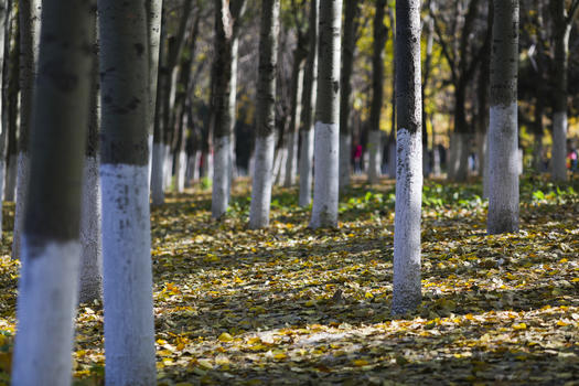 深秋树林里满是落叶图片素材免费下载