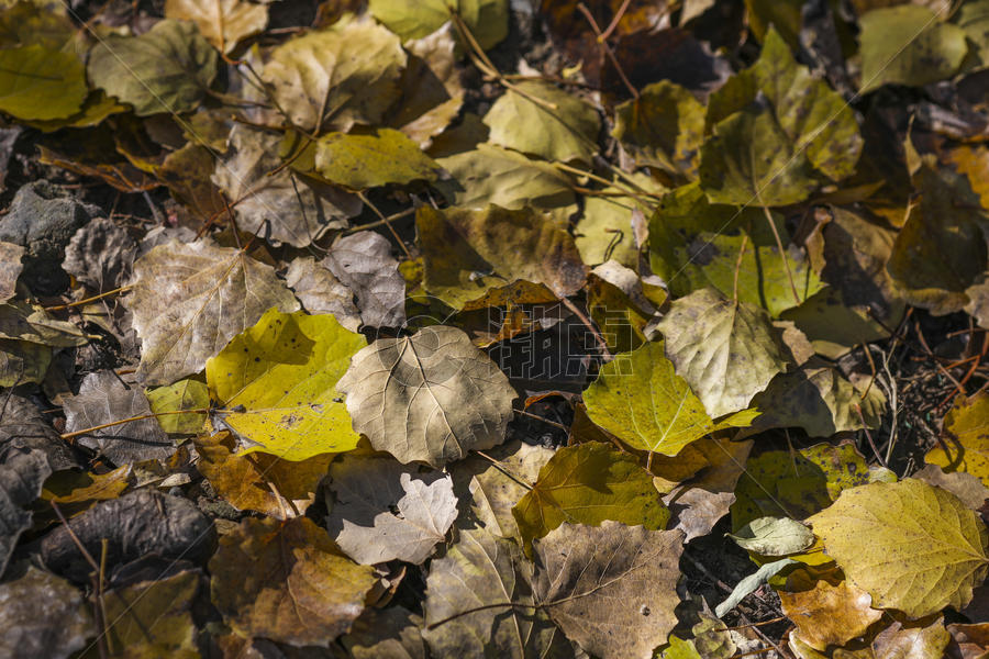 秋天森林里落叶满地图片素材免费下载