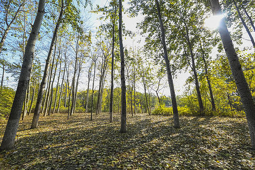 深秋的树林图片素材免费下载
