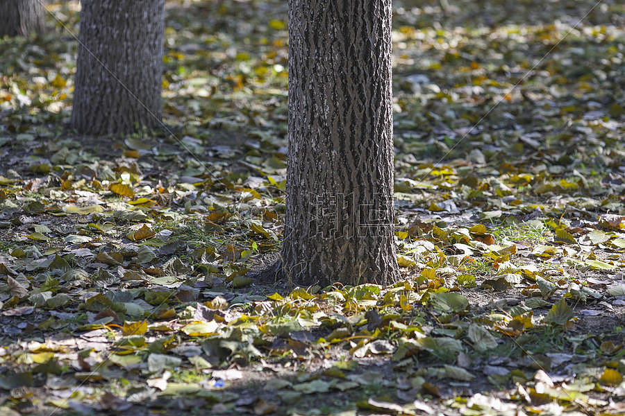 秋天森林里落叶满地图片素材免费下载