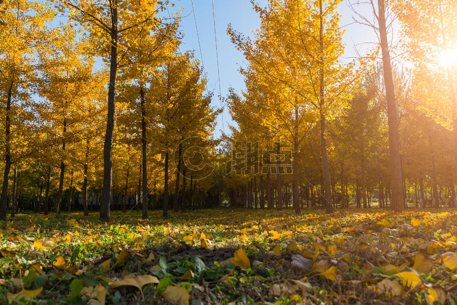 秋天黄色银杏树林图片素材免费下载