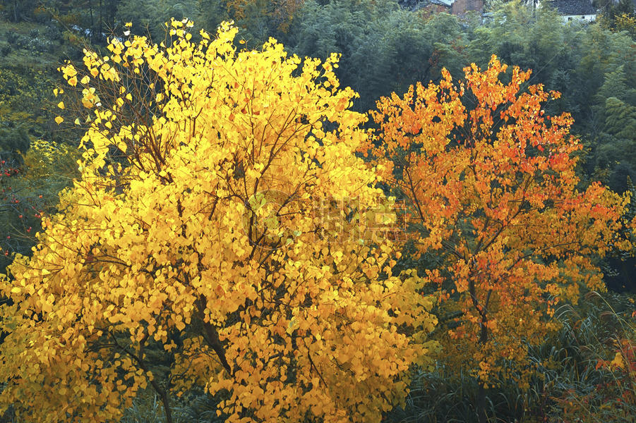 大明湖的秋季菊花展图片素材免费下载
