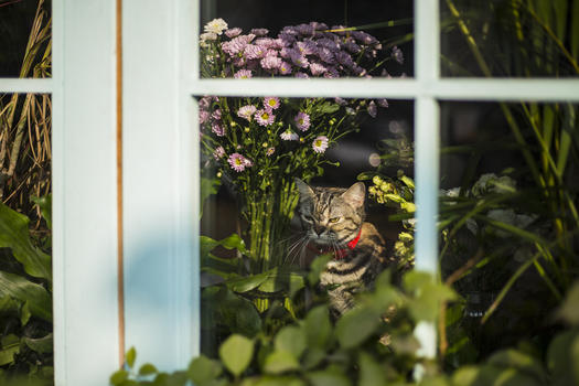 秋日里晒太阳的猫图片素材免费下载