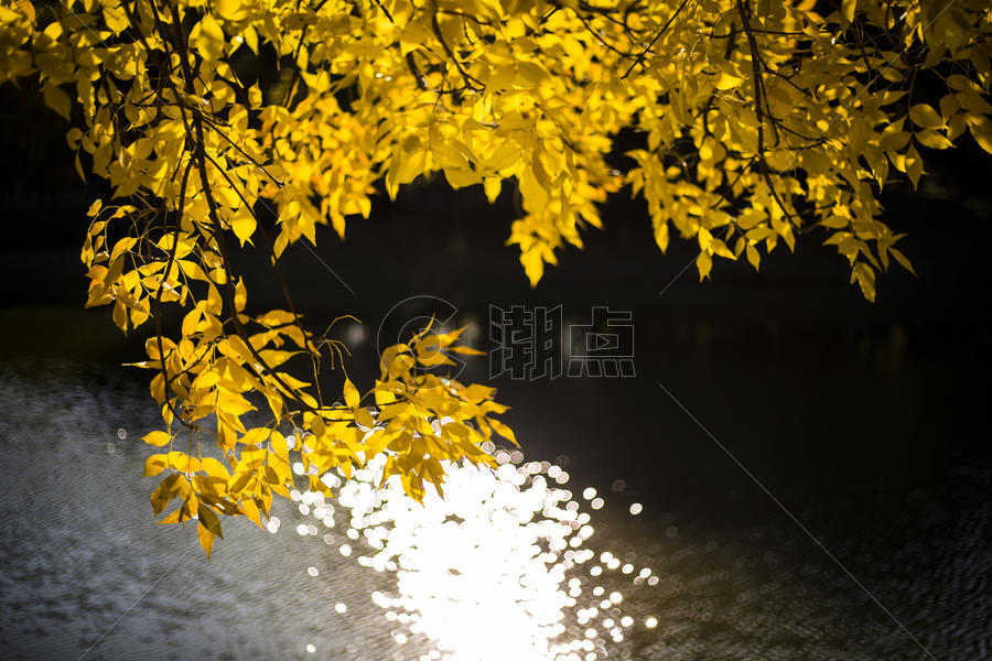 光影的秋叶图片素材免费下载