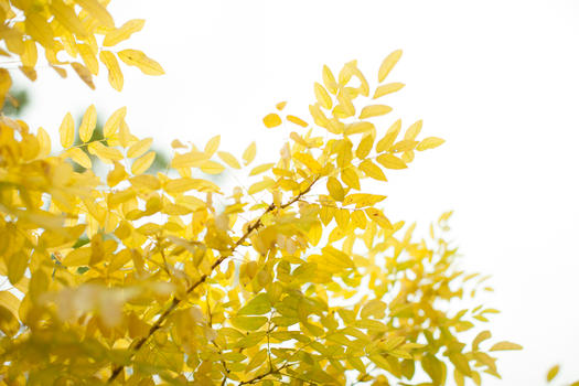 秋天的逆光树叶图片素材免费下载