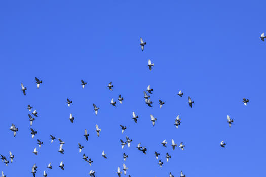 天空中成群鸽子图片素材免费下载