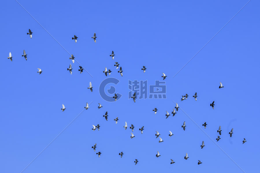 天空中成群鸽子图片素材免费下载