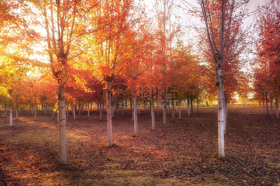 秋天枫树林图片素材免费下载