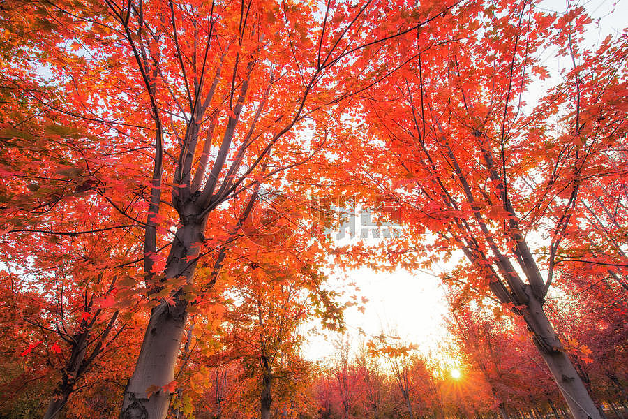 秋天枫树林图片素材免费下载