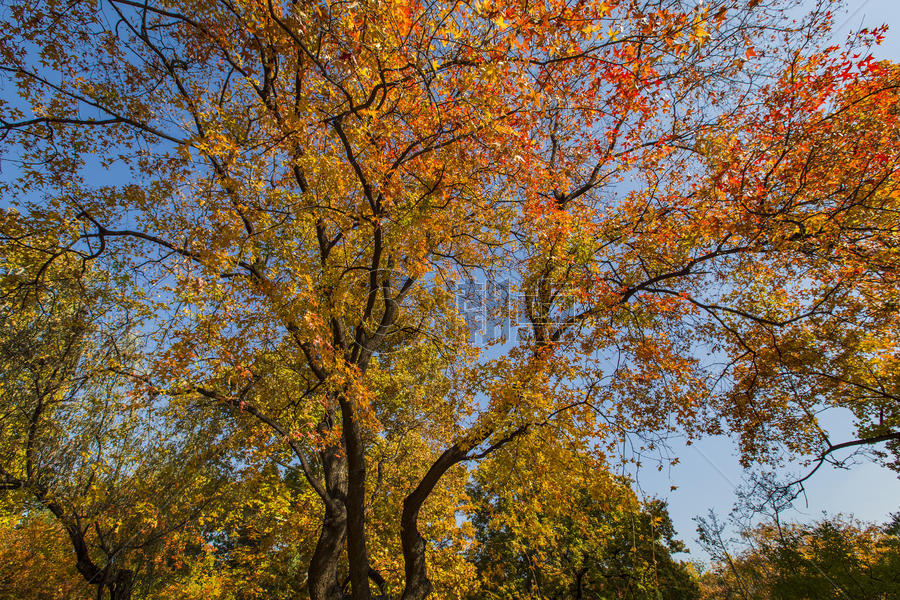 深秋的树林图片素材免费下载