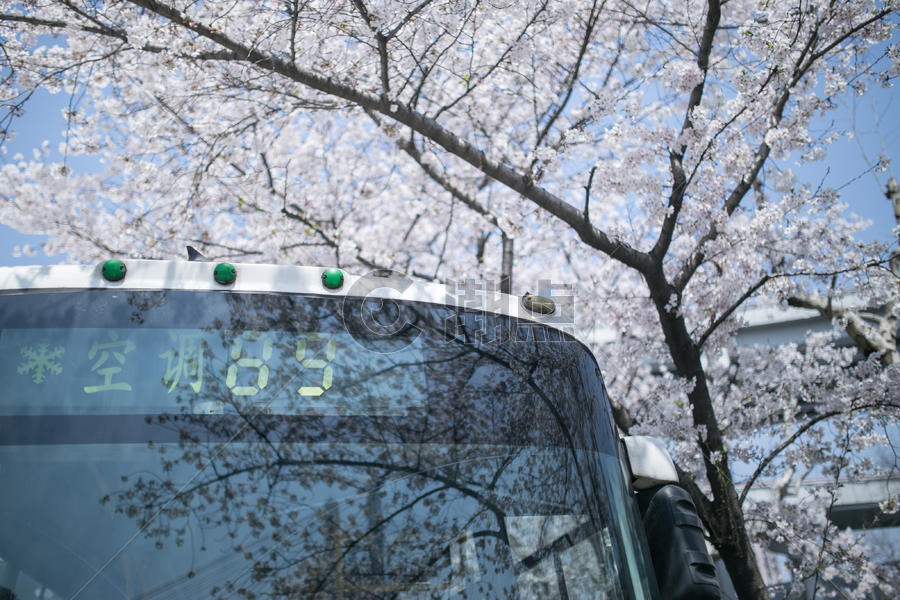 樱花树下的公交车图片素材免费下载