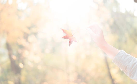 秋日午后暖阳中的枫叶jpg4772*2940PX图片素材