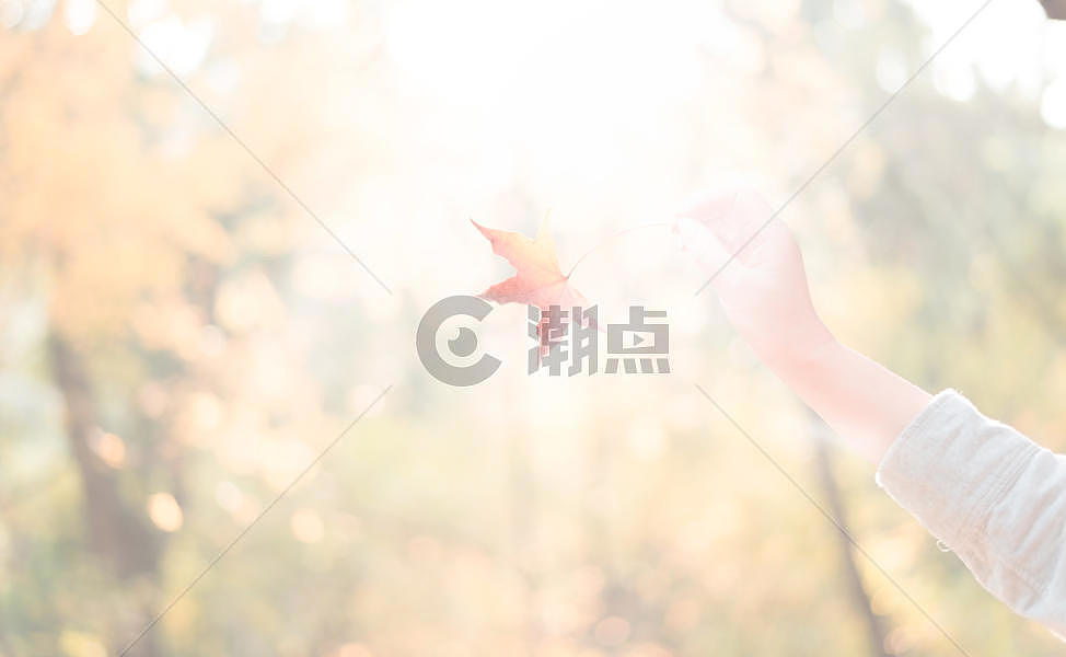 秋日午后暖阳中的枫叶图片素材免费下载