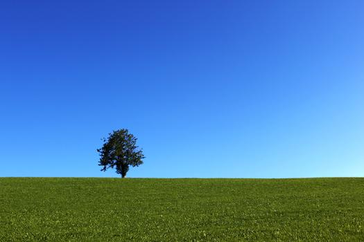 欧洲德国一棵树的风景图片素材免费下载