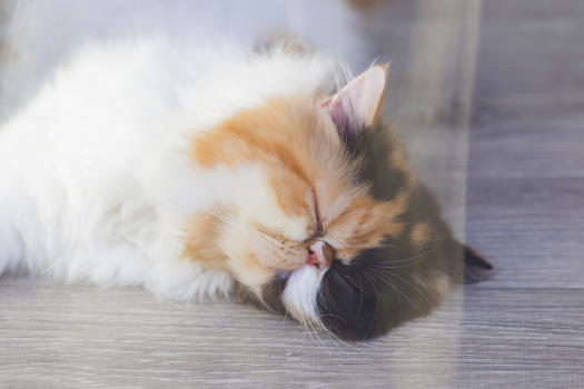 睡着的宠物猫图片素材免费下载