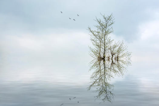 超现实湖中的树图片素材免费下载