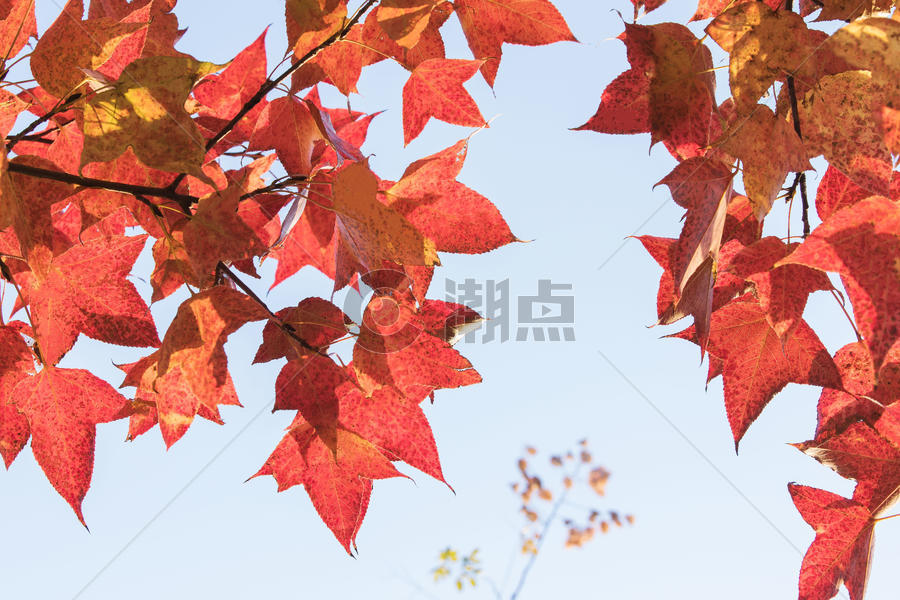 南京秋冬天的红色梧桐叶图片素材免费下载