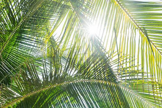 阳光椰树图片素材免费下载