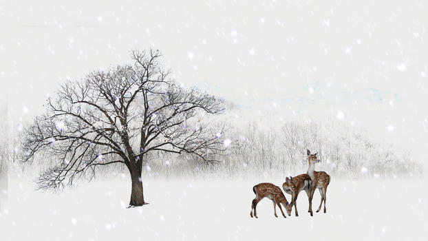 风雪中的动物图片素材免费下载