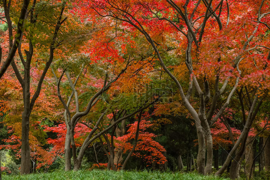 深秋的红树林图片素材免费下载