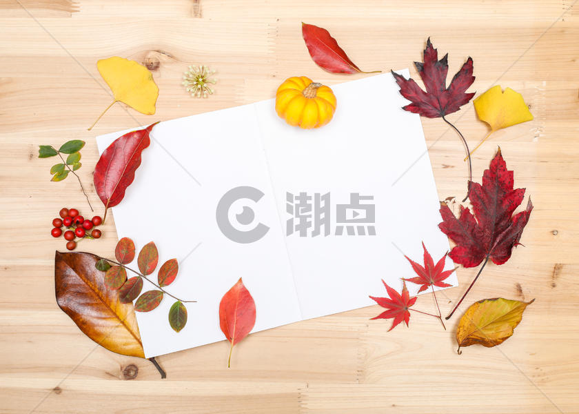 秋日落叶缤纷多彩的桌面图片素材免费下载
