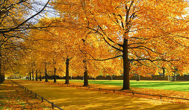 秋季枫树林图片素材免费下载