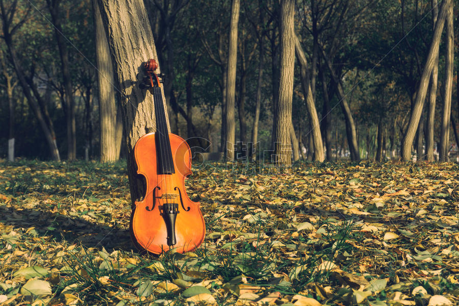 树林中的小提琴图片素材免费下载