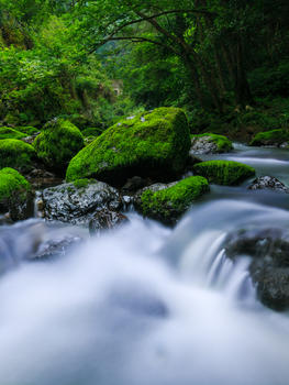 山谷里的青苔溪水图片素材免费下载