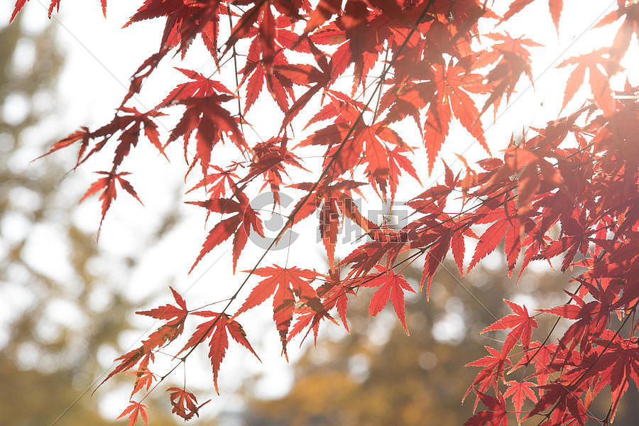 秋天里阳光下的红枫叶图片素材免费下载