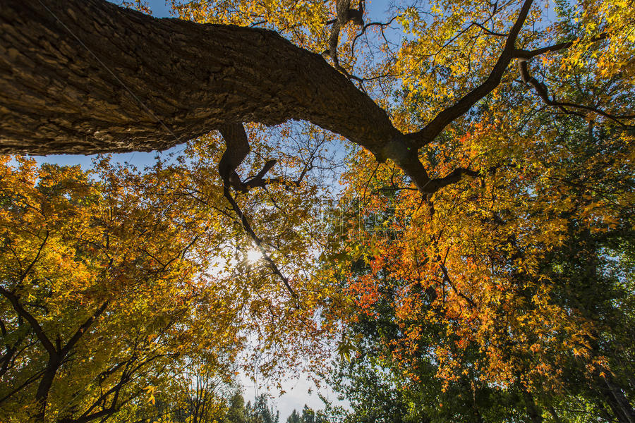 秋意的树林图片素材免费下载