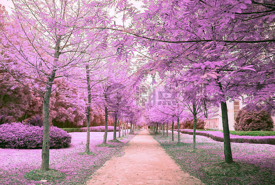 紫色的树林图片素材免费下载