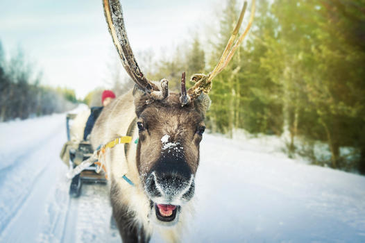 芬兰罗瓦涅米圣诞老人村驯鹿雪橇图片素材免费下载