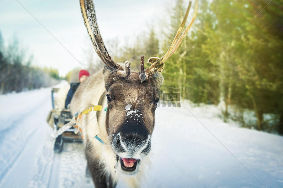 芬兰罗瓦涅米圣诞老人村驯鹿雪橇图片素材免费下载
