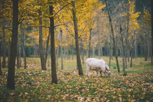 湖州银杏林里的山羊图片素材免费下载
