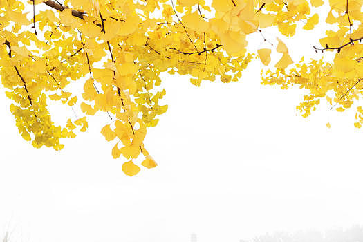 秋日里的银杏叶图片素材免费下载