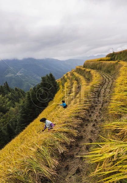 芒种时节农民收水稻图片素材免费下载