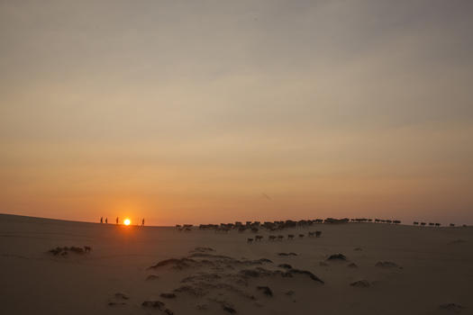 夕阳下沙漠上放牛的队伍图片素材免费下载