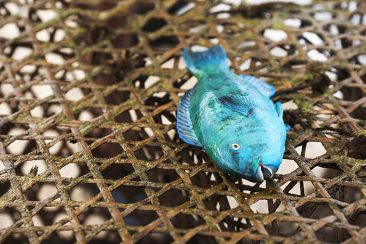 海里刚打捞的苏眉鱼图片素材免费下载