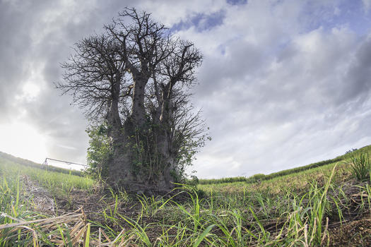 旷野上奇怪的大树图片素材免费下载