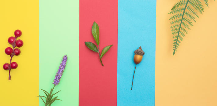 色彩拼接背景上的植物图片素材免费下载