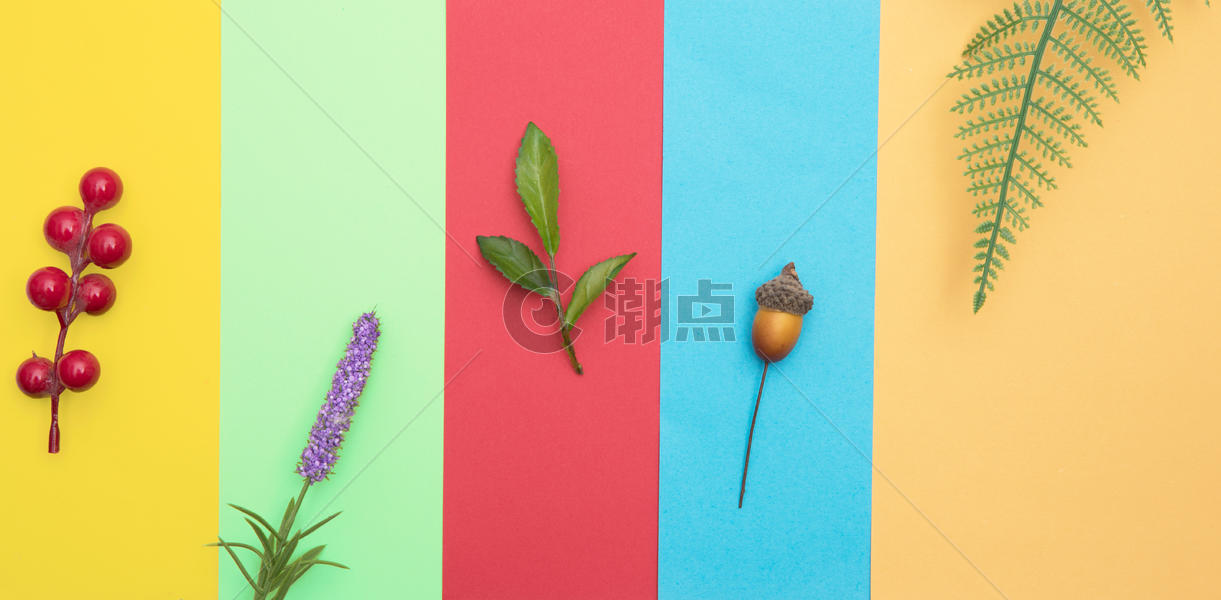 色彩拼接背景上的植物图片素材免费下载