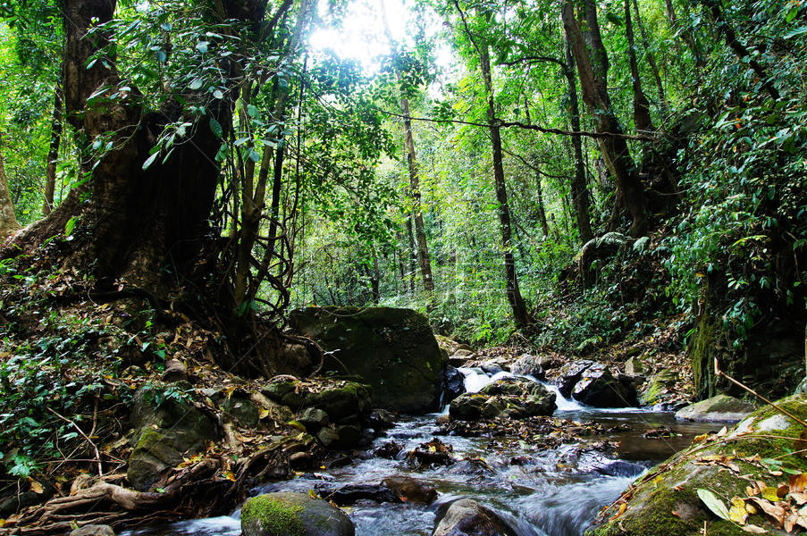 腾冲黑鱼河雨林景观图片素材免费下载