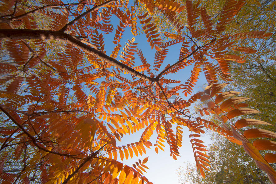 秋色红叶黄叶图片素材免费下载