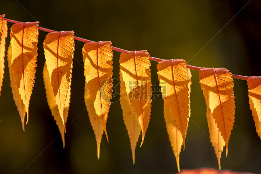 秋色红叶黄叶图片素材免费下载
