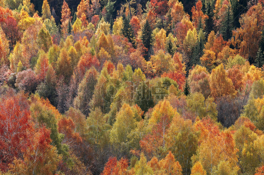 新疆禾木秋色红叶黄叶图片素材免费下载