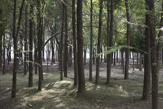 森林公园里参天大树图片素材免费下载