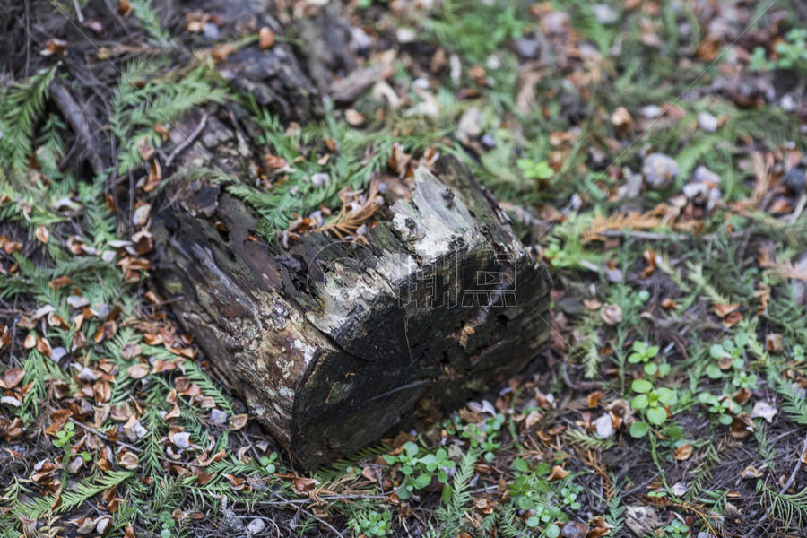 森林里的枯木图片素材免费下载