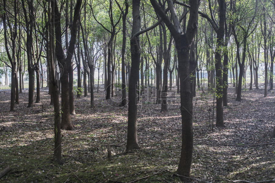 森林公园里参天大树图片素材免费下载