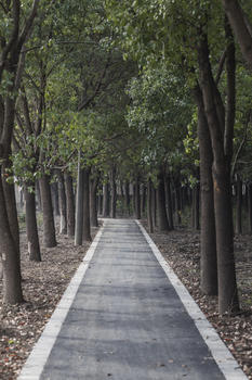 树森里的健康步道图片素材免费下载